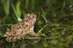 Cacosternum capense