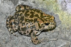 Bufotes perrini