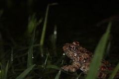 Cacosternum capense