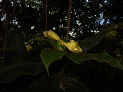 Costus villosissimus