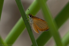 Ancyloxypha numitor