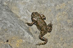 Bufotes perrini