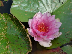 Nymphaea × marliacea