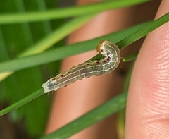 Orthosiini