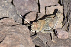 Pezotmethis nigrescens