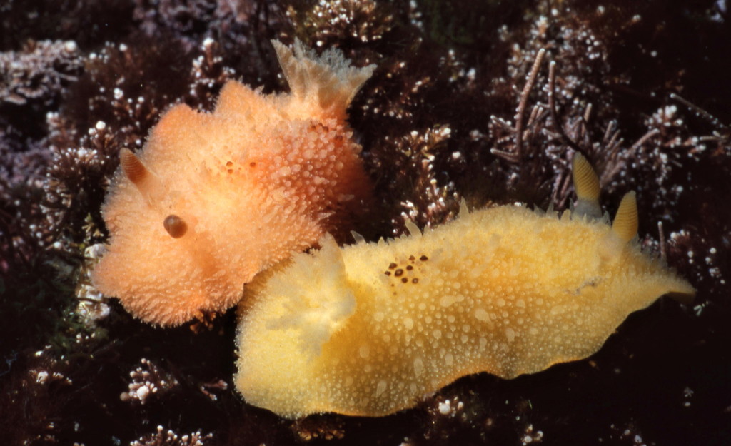 Two-spotted Dorid