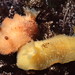 Two-spotted Dorid - Photo (c) jeffhamann, some rights reserved (CC BY-NC), uploaded by jeffhamann