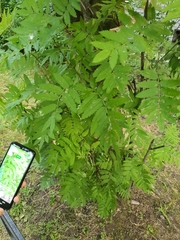 Sorbus aucuparia