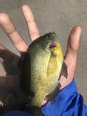 Lepomis macrochirus