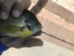 Lepomis macrochirus