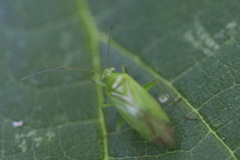 Lygocoris pabulinus