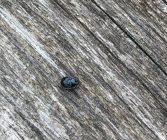 Sehirus cinctus cinctus