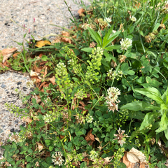 Persicaria barbata