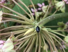 Sehirus cinctus cinctus