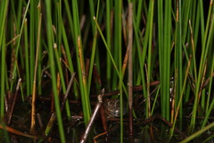 Cacosternum capense