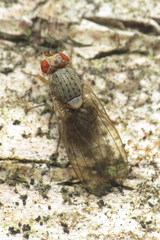 Pseudolyciella