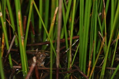 Cacosternum capense