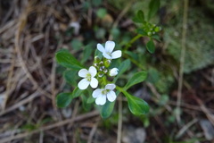 Cardamine resedifolia