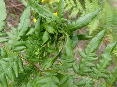 Chirosia grossicauda