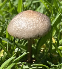 Panaeolus cinctulus