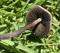 Panaeolus cinctulus