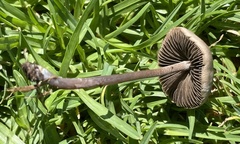 Panaeolus cinctulus