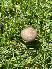 Panaeolus cinctulus