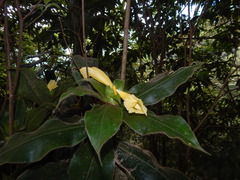 Costus villosissimus