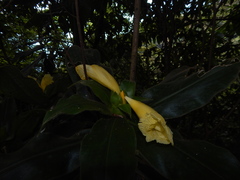 Costus villosissimus
