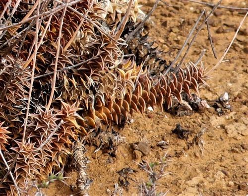 Astroloba foliolosa