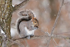 Sciurus carolinensis