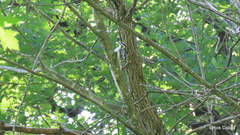 Dryobates villosus villosus