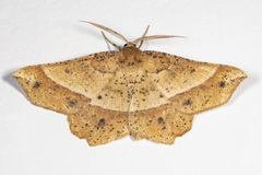 Euchlaena tigrinaria