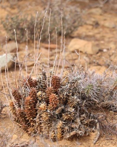 Astroloba foliolosa