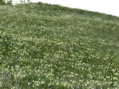 Onosma tanaitica