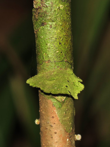Gyalectaceae image