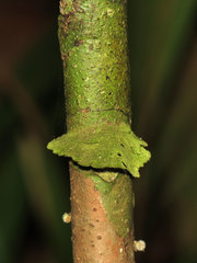 Image of Coenogonium linkii