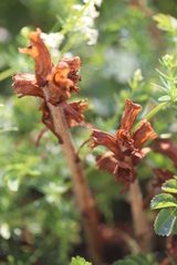 Orobanche caryophyllacea
