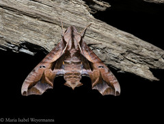 Nyceryx continua continua