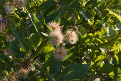 Cephalanthus occidentalis