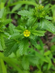 Potentilla supina