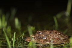 Cacosternum capense