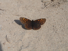 Melitaea diamina