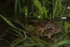 Cacosternum capense