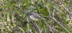 Serpophaga griseicapilla