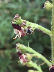 Scrophularia juratensis