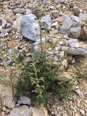 Scrophularia juratensis