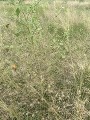 Eragrostis trichodes