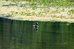 Podilymbus podiceps