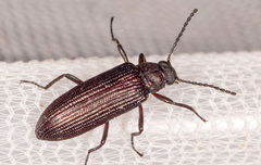 Strongylium crenatum